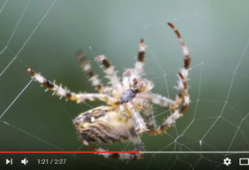 蜘蛛织网视频,自然界的精密工程展示