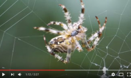 蜘蛛织网视频,自然界的精密工程展示